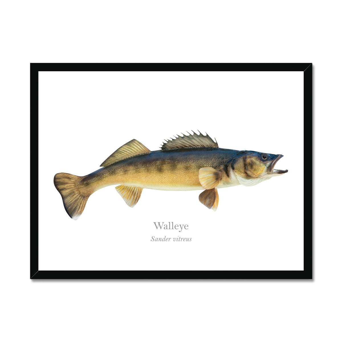 Walleye - Framed Print - With Scientific Name