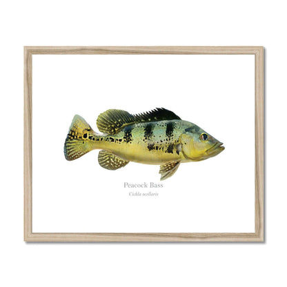 Peacock Bass - Framed & Mounted Print - With Scientific Name