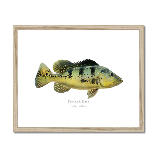 Peacock Bass - Framed & Mounted Print - With Scientific Name