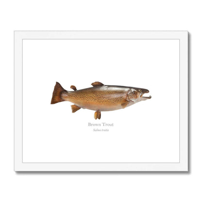 Brown Trout - Framed & Mounted Print - With Scientific Name