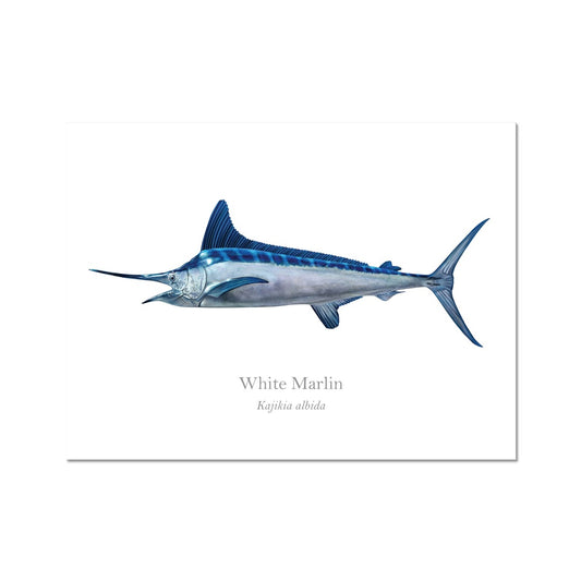 White Marlin - Art Print - With Scientific Name