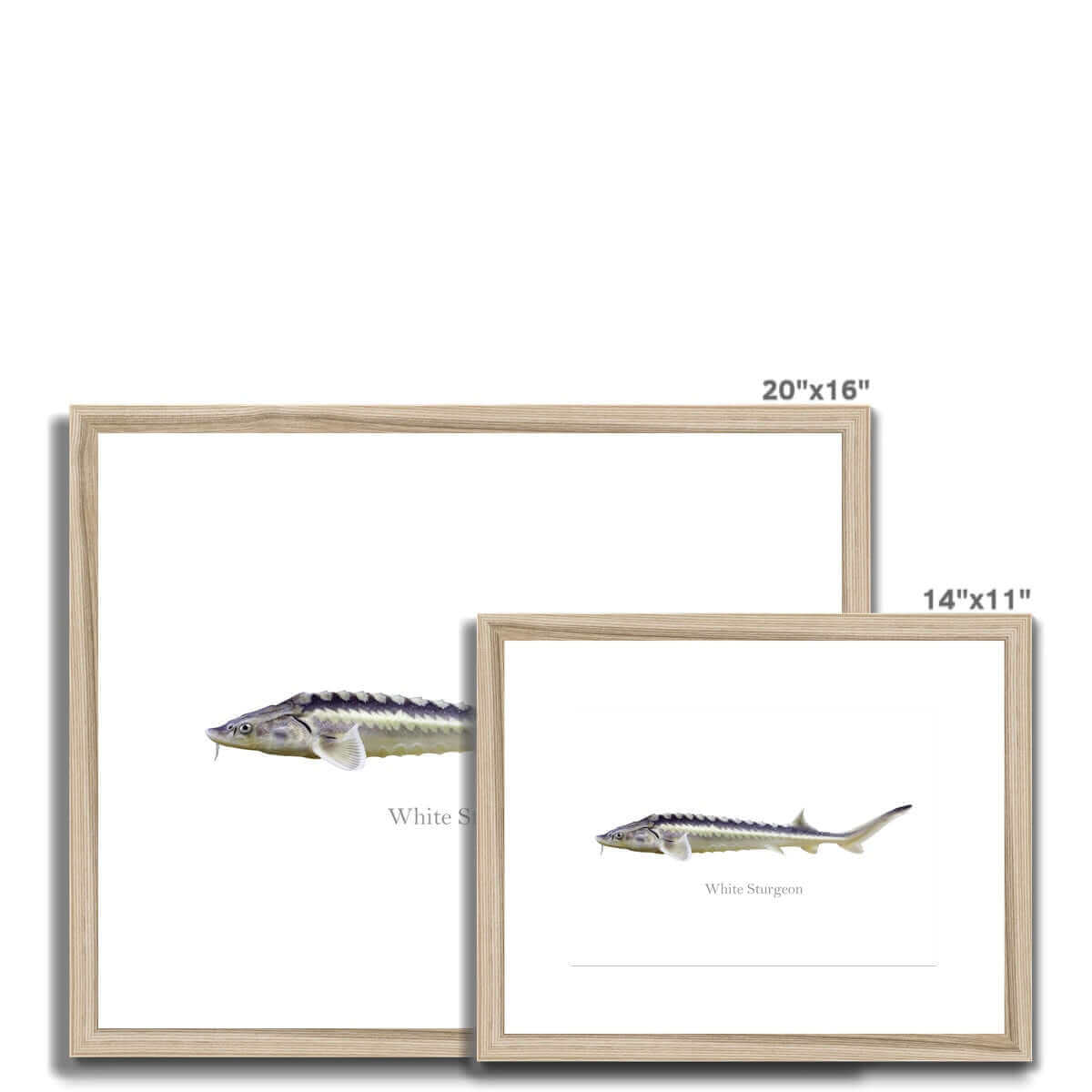 White Sturgeon - Framed & Mounted Print