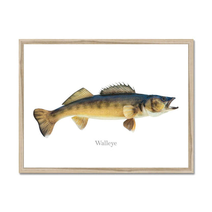 Walleye fish illustration framed, showcasing detailed features and colors on a plain background.