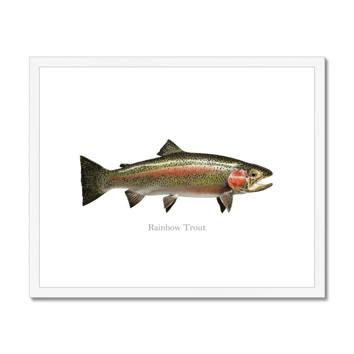 Rainbow Trout - Framed & Mounted Print