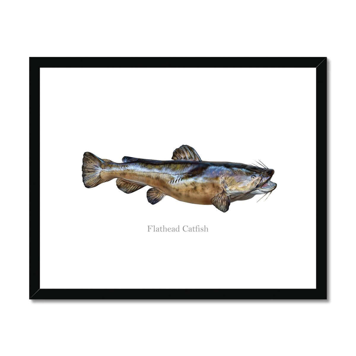 Flathead Catfish - Framed & Mounted Print