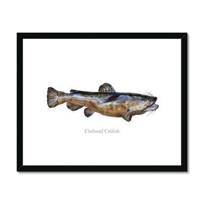 Flathead Catfish - Framed & Mounted Print