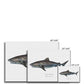 Tiger shark - Canvas Print - With Scientific Name