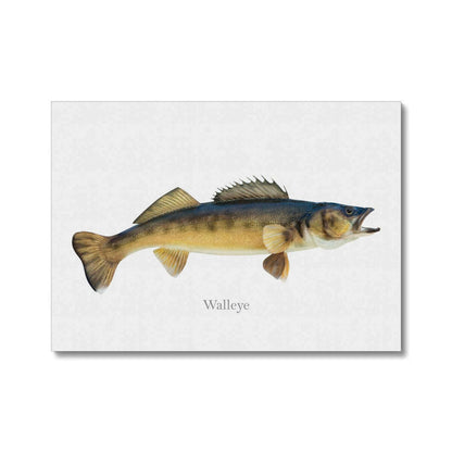 Illustration of a walleye fish on a white background.