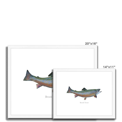 Brook Trout - Framed & Mounted Print