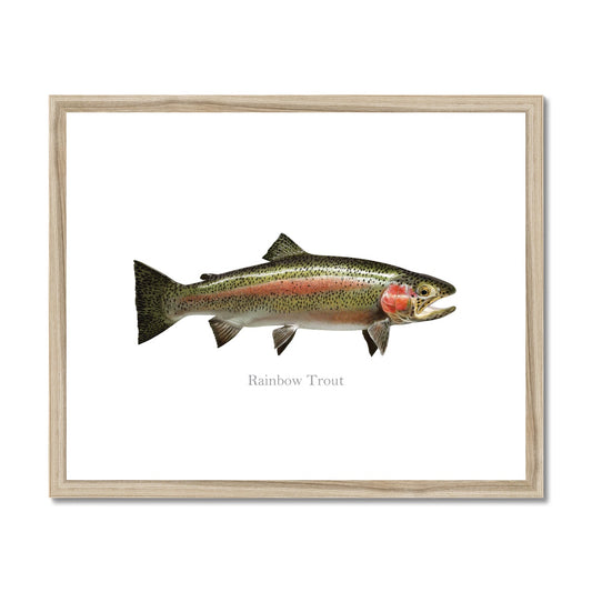 Rainbow Trout - Framed & Mounted Print