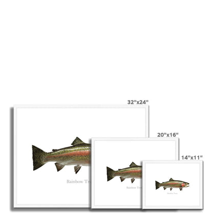 Rainbow Trout - Framed & Mounted Print