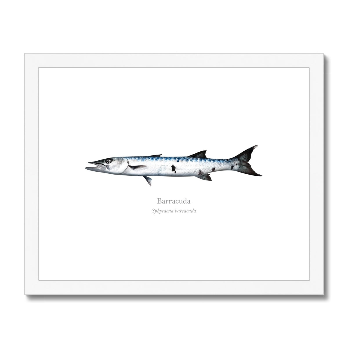 Barracuda - Framed & Mounted Print - With Scientific Name