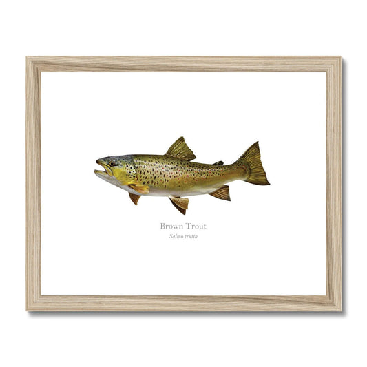 Brown Trout - Framed & Mounted Print - With Scientific Name