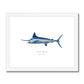 White Marlin - Framed & Mounted Print - With Scientific Name