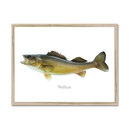 Illustration of a walleye fish in a wooden frame on a white background.