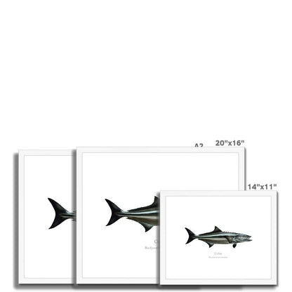 Cobia - Framed & Mounted Print - With Scientific Name