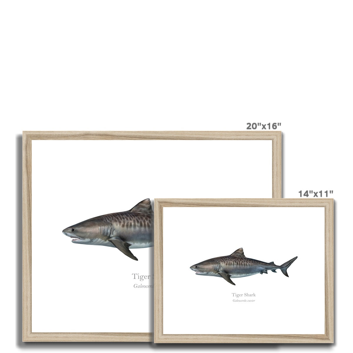 Tiger shark - Framed & Mounted Print - With Scientific Name