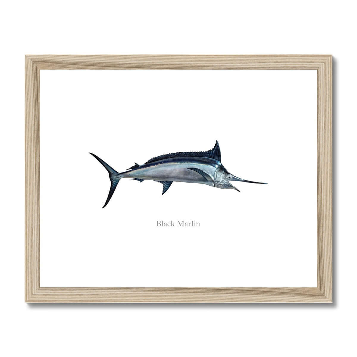 Black Marlin - Framed & Mounted Print