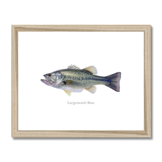 Largemouth Bass - Framed & Mounted Print