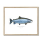 Atlantic Salmon - Framed & Mounted Print - With Scientific Name