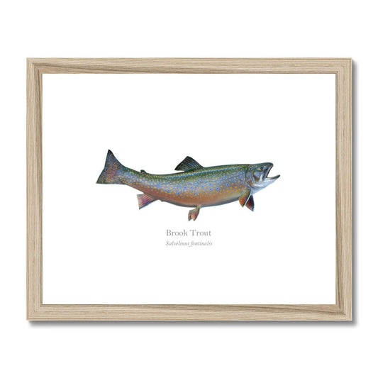 Brook Trout - Framed & Mounted Print - With Scientific Name