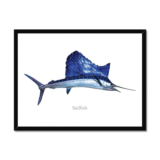 Sailfish - Framed Print