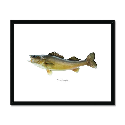 Walleye - Framed & Mounted Print