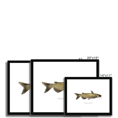 Channel Catfish - Framed & Mounted Print