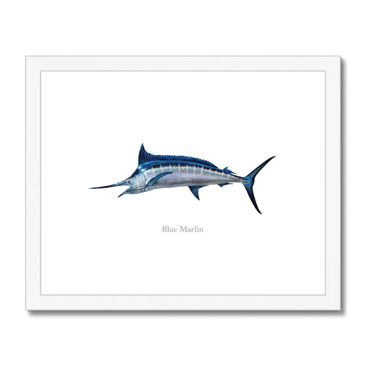 Blue Marlin - Framed & Mounted Print