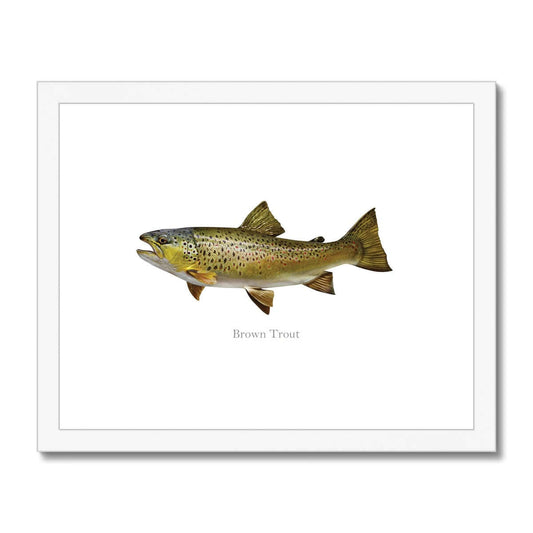 Brown Trout - Framed & Mounted Print