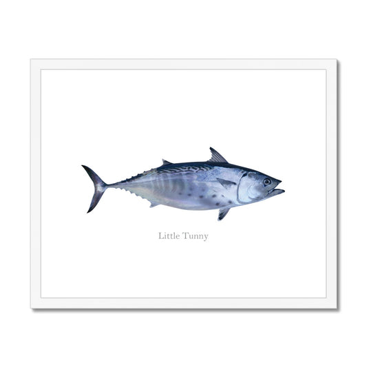 Little Tunny Tuna - Framed & Mounted Print