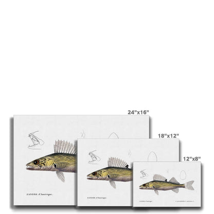 Illustration of zander fish in three canvas sizes: 24"x16", 18"x12", and 12"x8", featuring detailed aquatic artwork.