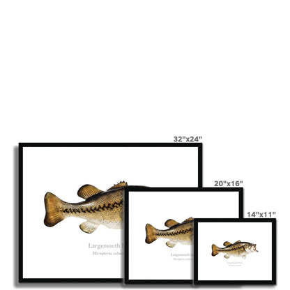 Largemouth Bass - Framed & Mounted Print - With Scientific Name