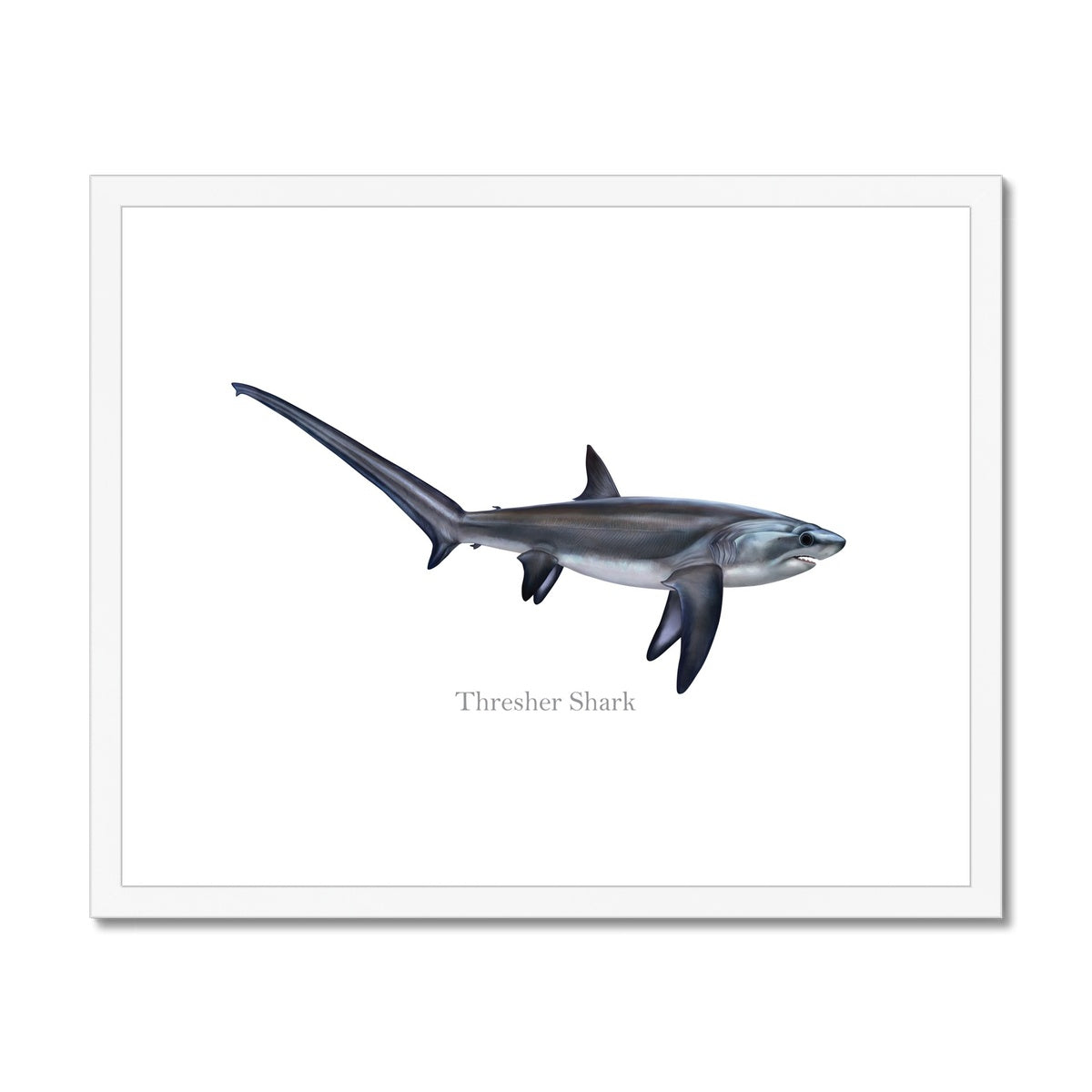Thresher Shark - Framed & Mounted Print
