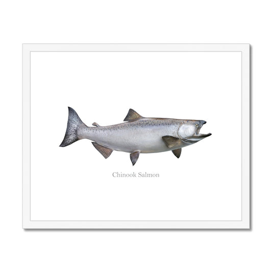 Chinook Salmon - Framed & Mounted Print