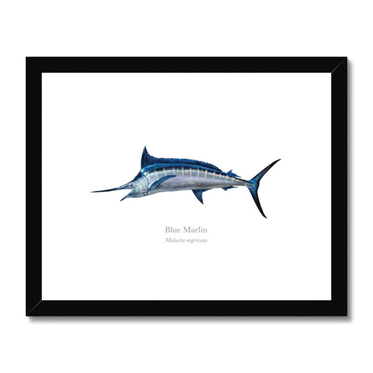 Blue Marlin - Framed & Mounted Print - With Scientific Name