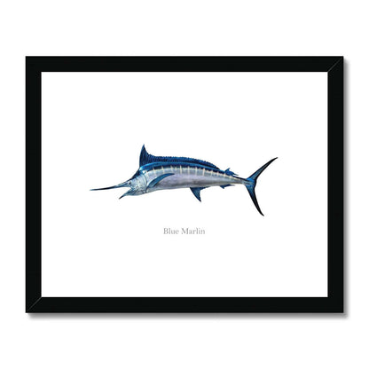 Blue Marlin - Framed & Mounted Print