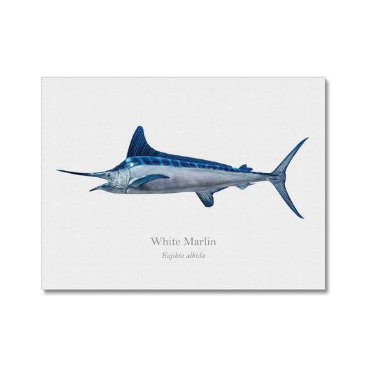 White Marlin - Canvas Print - With Scientific Name
