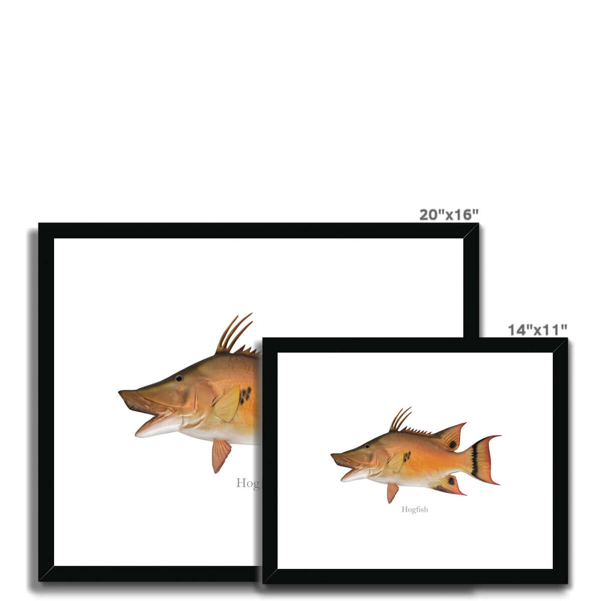 Hogfish - Framed & Mounted Print