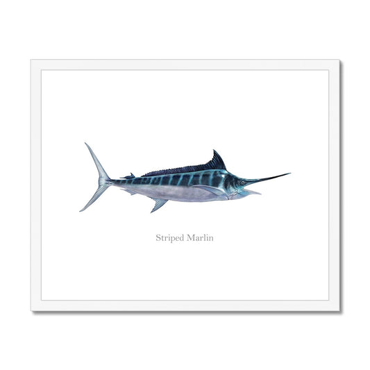 Striped Marlin - Framed & Mounted Print