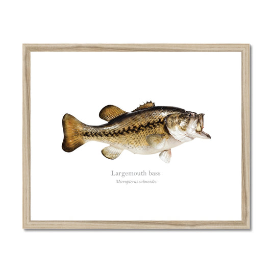 Largemouth Bass - Framed & Mounted Print - With Scientific Name
