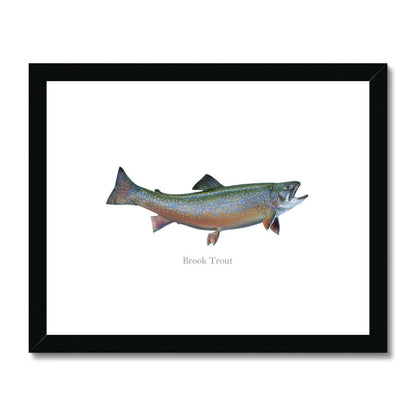 Brook Trout - Framed & Mounted Print