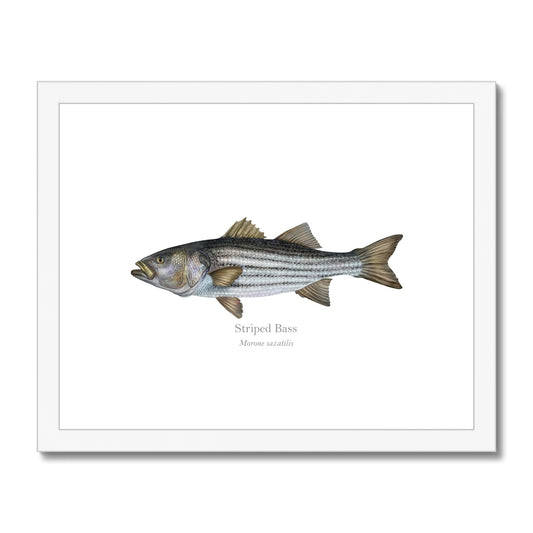 Striped Bass - Framed & Mounted Print - With Scientific Name