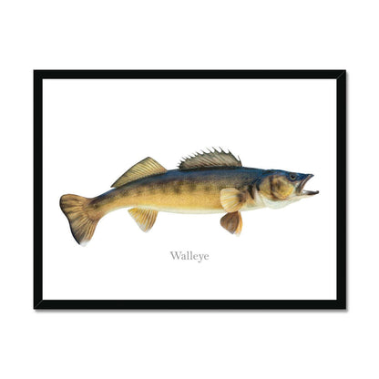 Detailed illustration of a walleye fish in a black frame on a white background.