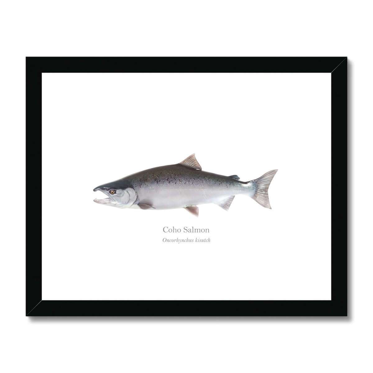 Coho Salmon - Framed & Mounted Print - With Scientific Name