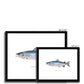 Atlantic Salmon - Framed & Mounted Print