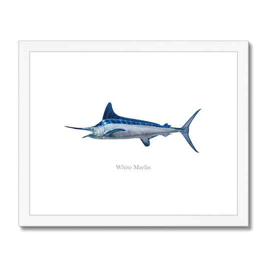 White Marlin - Framed & Mounted Print