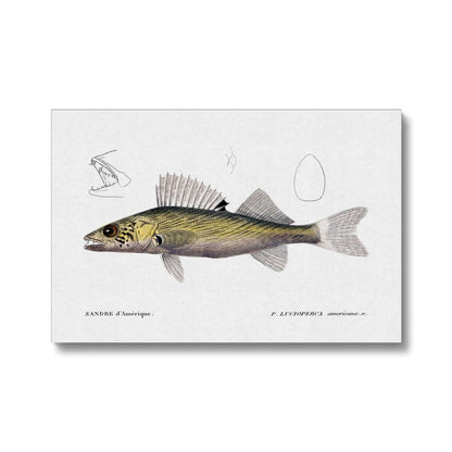 Illustration of a yellow walleye fish with scientific annotations on a white background.