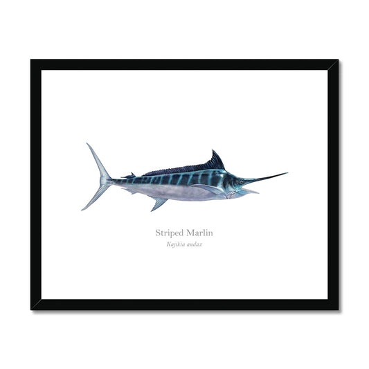 Striped Marlin - Framed & Mounted Print - With Scientific Name