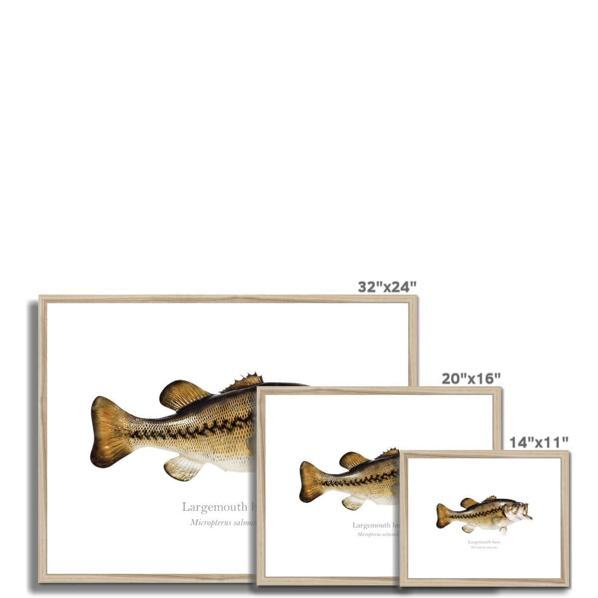 Largemouth Bass - Framed & Mounted Print - With Scientific Name